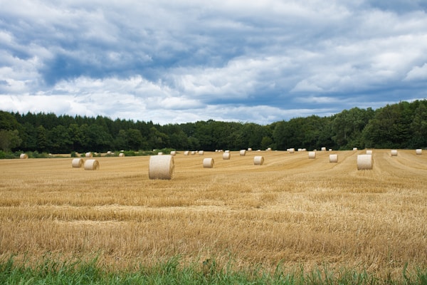 Campo de paja con balas de heno