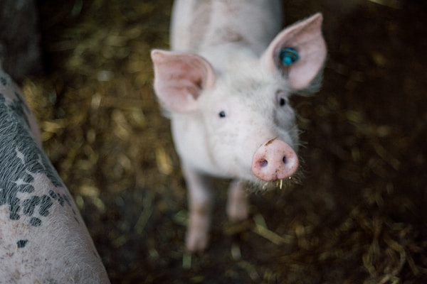 Un cerdito mirando a cámara entre la paja